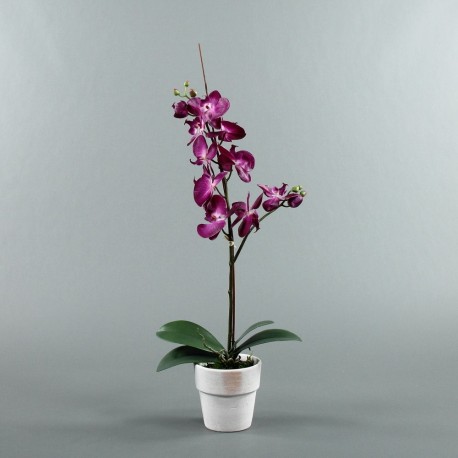Pot en Terre Cuite blanc - Orchidée fushia