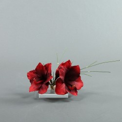 Socle Plexi S – Amaryllis rouge