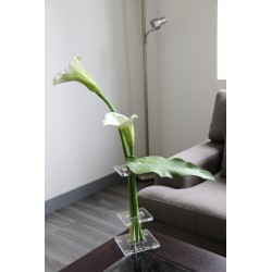 Compo Flat MM - Leaf arum - Arum 76cm (x2) 70cm