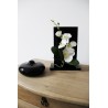 Compo Cristal MM Black - Orchidée blanc