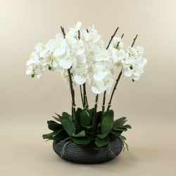 Coupe rond noir L - Orchidée blanche x 8