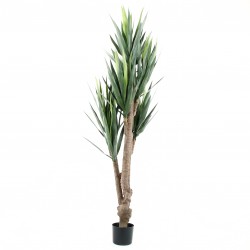 Yucca Rostrara 137cm