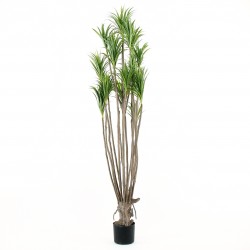 Dracaena tree 152cm