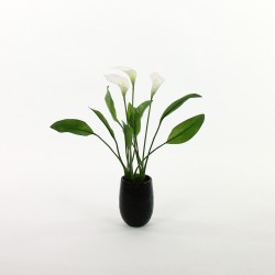 Calla Lily potted - White 52cm