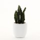 Cactus en pot 27cm - Vert