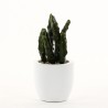 Cactus en pot 27cm - Vert