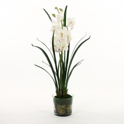 Orchidée Cymbidium dans pot en verre avec mousse 95cm - Blanc