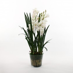 Cymbidium moss in glass - White 109cm