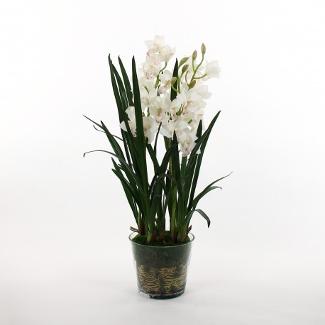 Orchidée Cymbidium dans pot en verre avec mousse 109cm - Blanc