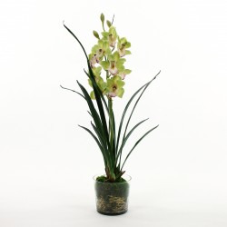 Orchidée Cymbidium dans pot en verre avec mousse 95cm - Vert