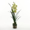 Orchidée Cymbidium dans pot en verre avec mousse 95cm - Vert