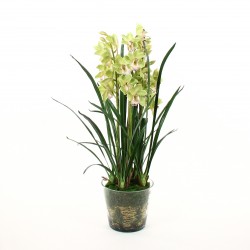 Orchidée Cymbidium dans pot en verre avec mousse 109cm - Vert