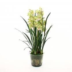 Cymbidium moss in glass - Green 109cm