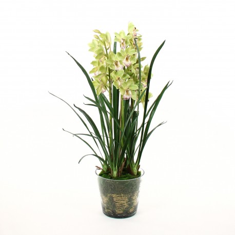 Orchidée Cymbidium dans pot en verre avec mousse 109cm - Vert