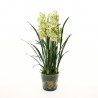 Orchidée Cymbidium dans pot en verre avec mousse 109cm - Vert