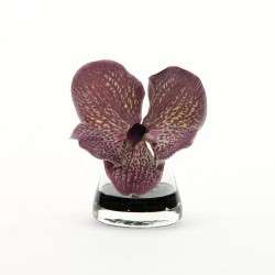 Vanda in glass -Purple 15cm