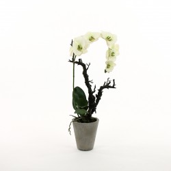 Orchidée Phalaenopsis en pot 74cm - Crème vert