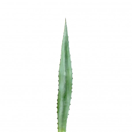 Feuille d'Aloe 98cm - Vert