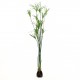 Plant de Papyrus 152cm - Vert