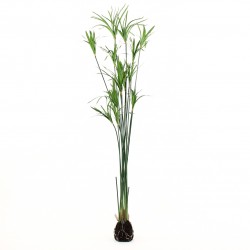 Papyrus grass soil - Green 152cm