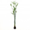 Plant de Papyrus 152cm - Vert
