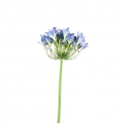 Agapanthus 90cm