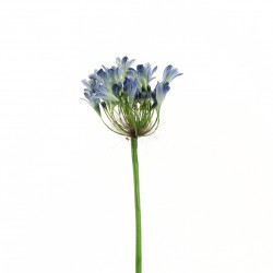 Agapanthus 60cm