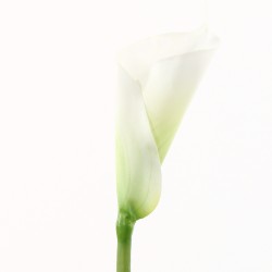 Arum Fuseau 104cm - Blanc vert