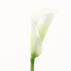 Calla Lily 104cm