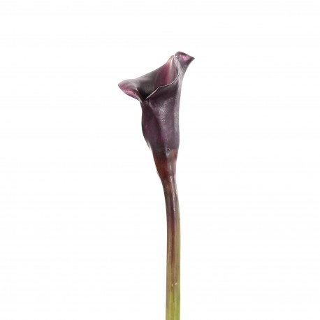 Arum 75cm - Pourpre