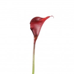 Calla Lily 98cm