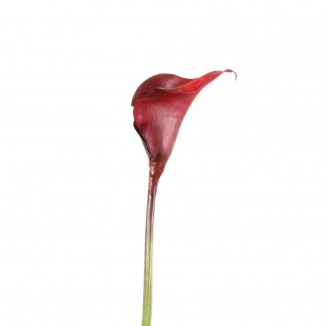 Arum ouvert 98cm - Rouge