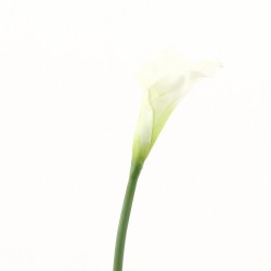 Arum Fuseau 69cm - Blanc vert
