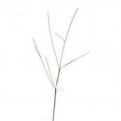 Dry Bamboo stem grafik 75cm