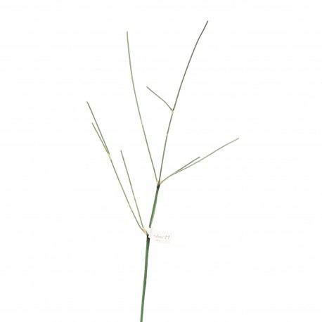 Bambou sec grafique x5 75cm - Vert