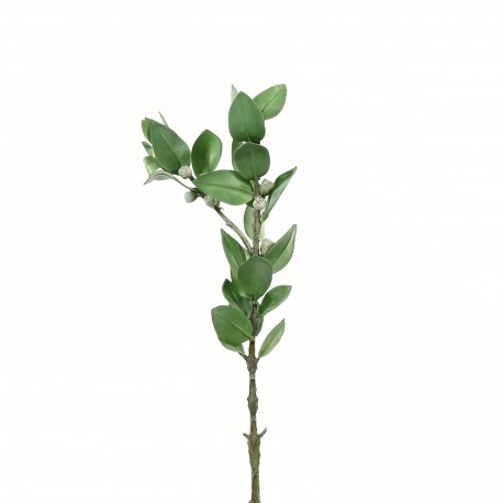 Eucalyptus 52cm - Vert