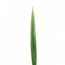 Feuille de Lin 61cm - Vert