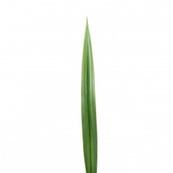 Flax leaf 61cm