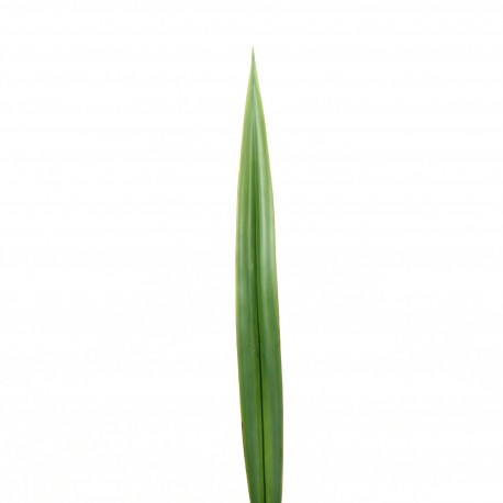 Feuille de Lin 61cm - Vert