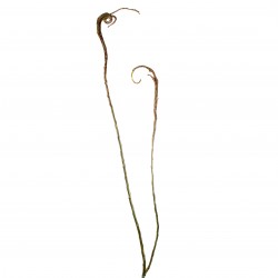 Branche de Saule plat 152cm - Marron