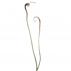 Flat willow 152cm