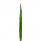 Feuille de Lin 117cm - Vert