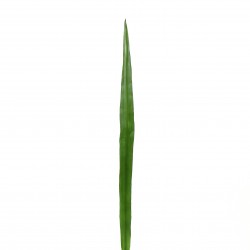 Feuille de Lin 117cm - Vert