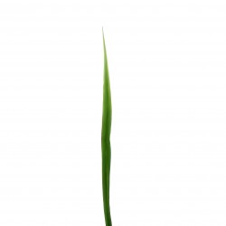 Feuille de Lin 95cm - Vert