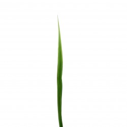 Flax leaf 95cm