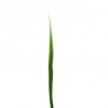 Feuille de Lin 95cm - Vert