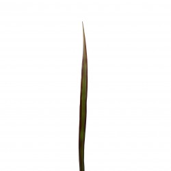 Feuille de Lin 95cm - Vert pourpre
