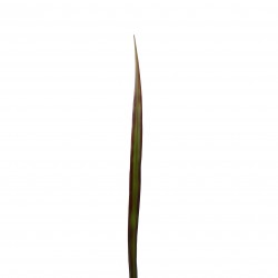 Flax leaf 95cm