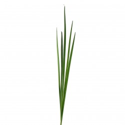 Flat Grass bunch 109cm