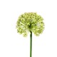 Larane Lily 91cm - Vert clair